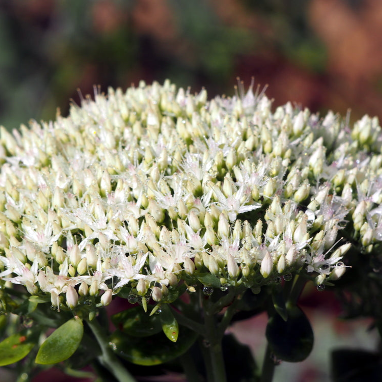 Hylotelephium spectabile (syn. Sedum) | Stardust