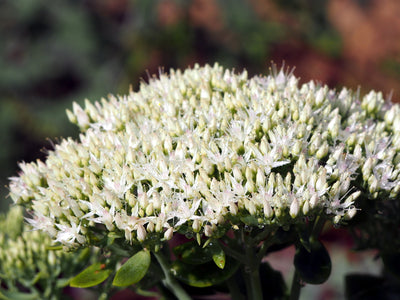 Hylotelephium spectabile (syn. Sedum) | Stardust