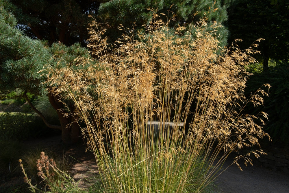 Stipa gigantea | Golden Oats