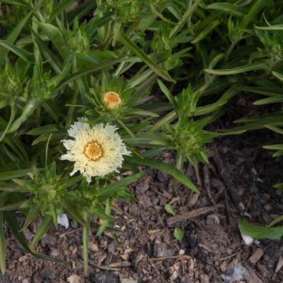 Stokesia laevis | Mary Gregory