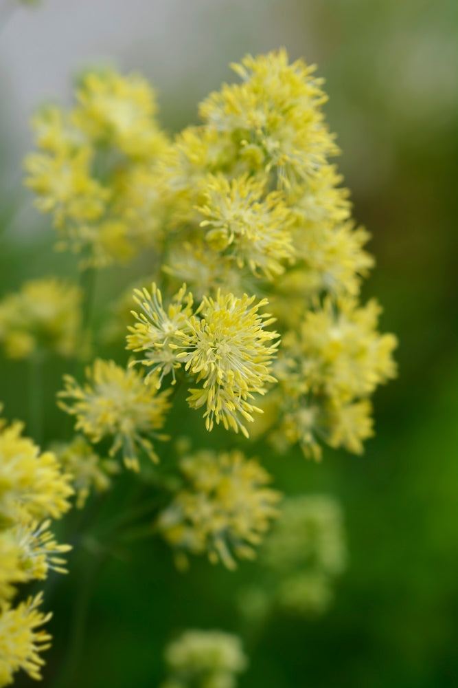 Thalictrum flavum subsp. glaucum