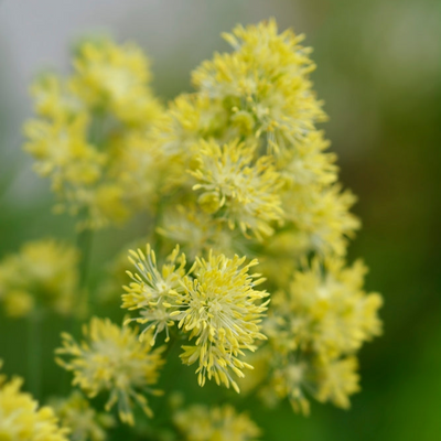 Thalictrum flavum subsp. glaucum