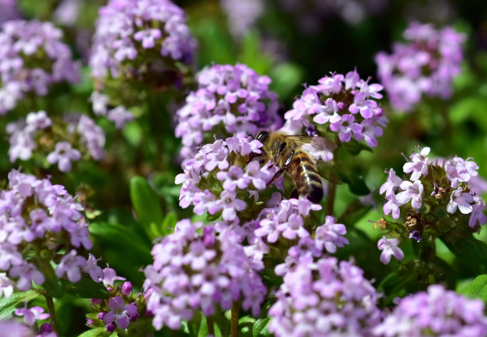 Thymus nummularius