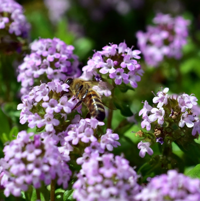 Thymus nummularius