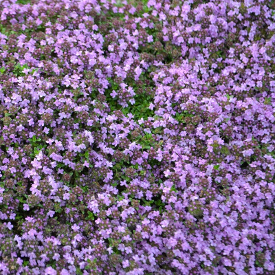 Thymus serpyllum | Coccineus