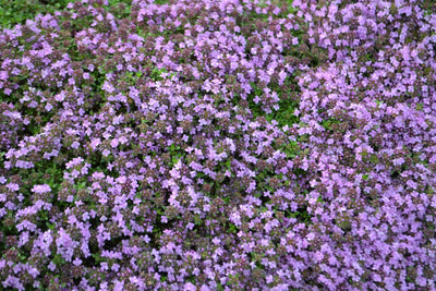 Thymus pseudolanuginosus