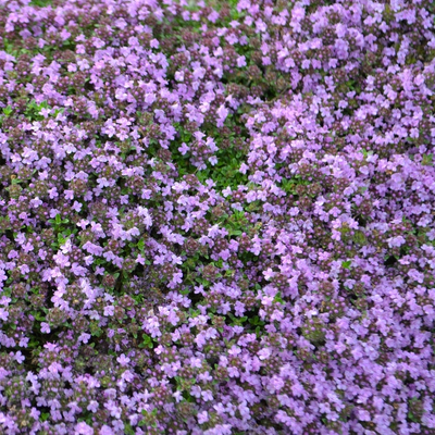 Thymus pseudolanuginosus