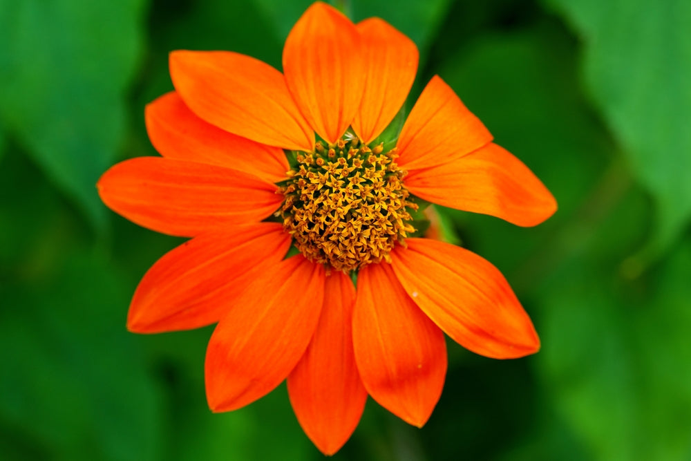 Tithonia sp. | Sunset Mix