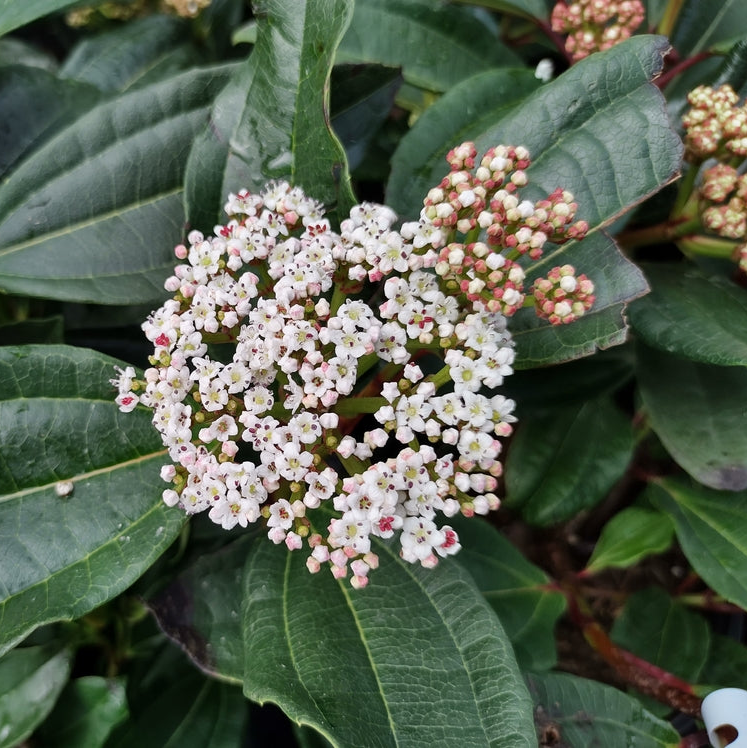 Viburnum davidii (Male)