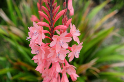 Watsonia borbonica | Salmon Pink