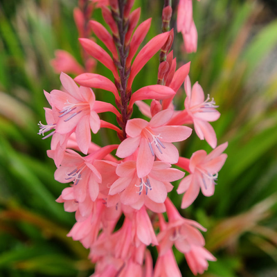 Watsonia borbonica | Salmon Pink