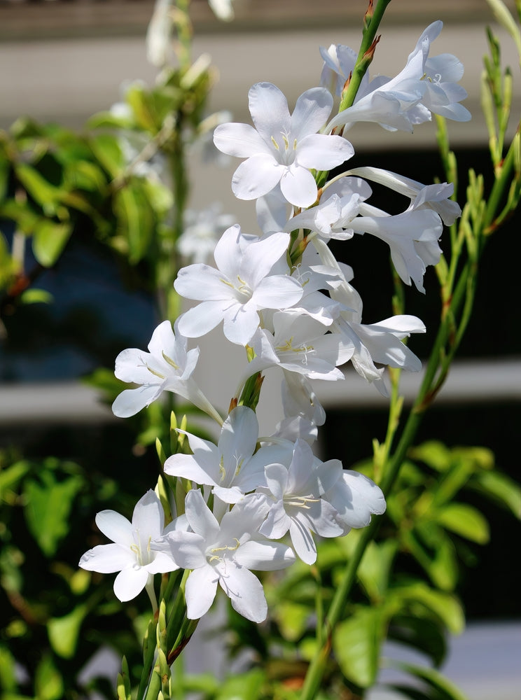 Watsonia borbonica | White