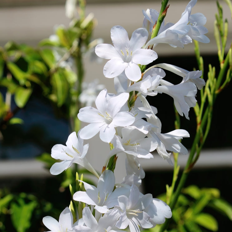 Watsonia borbonica | White