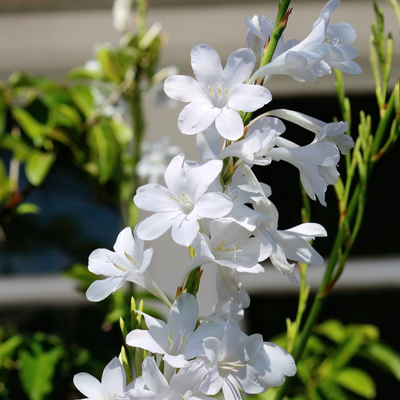 Watsonia borbonica | White