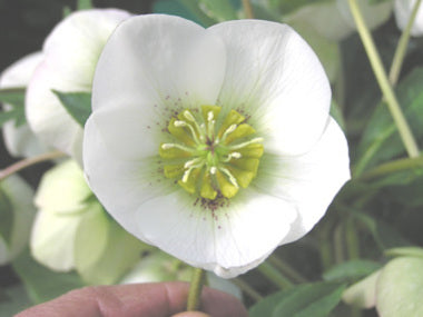 Helleborus x hybridus | White Hybrid