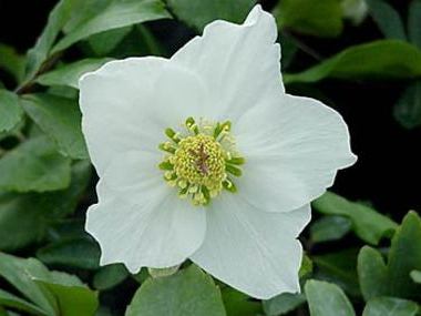 Helleborus niger | White Magic | 2.5L