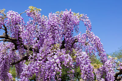 Wisteria sinensis | Amethyst