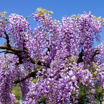 Wisteria sinensis | Amethyst