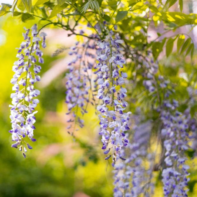 Wisteria floribunda | Geisha