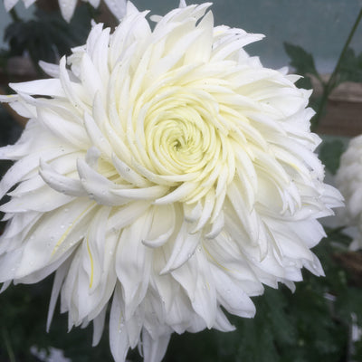 Puriri Lane | Chrysanthemum | Sussex White