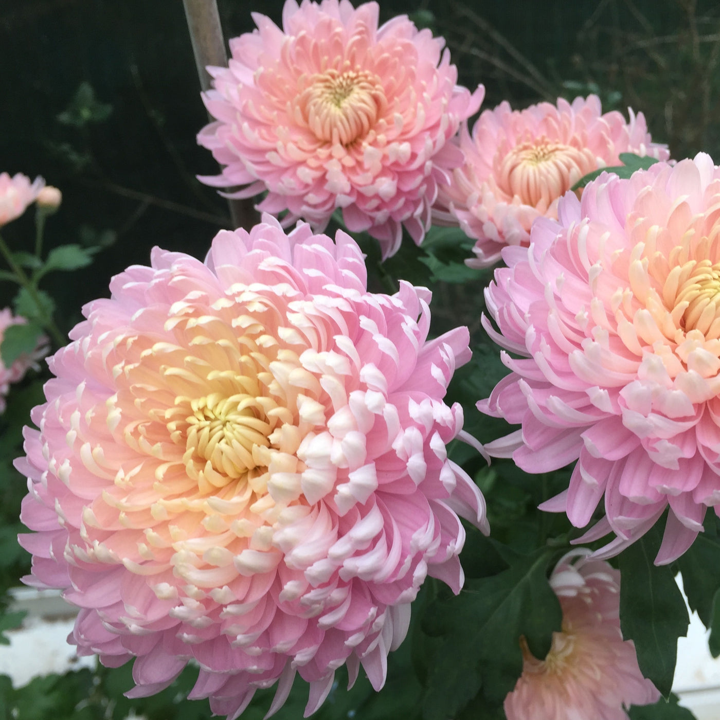 Puriri Lane | Chrysanthemum | Pink Chiffon