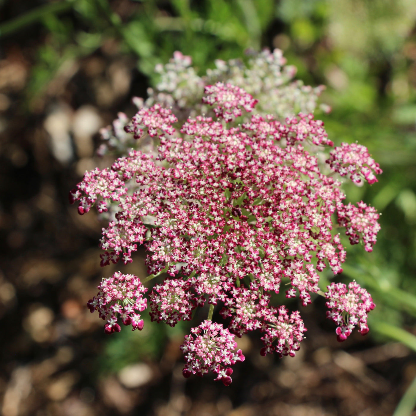 Puriri Lane | Daucus carota | Chocolate Kisses