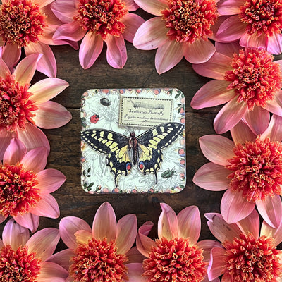 Puriri Lane | Vintage Butterfly Tin | Swallowtail Butterfly