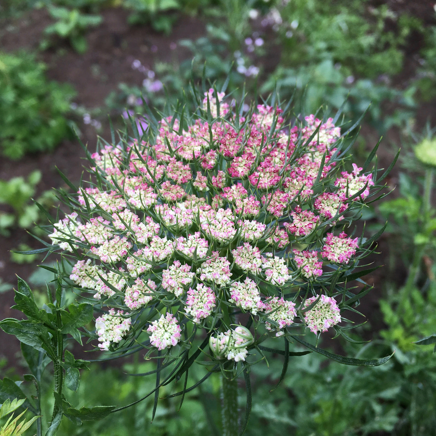 Puriri Lane | Daucus carota | Chocolate Kisses