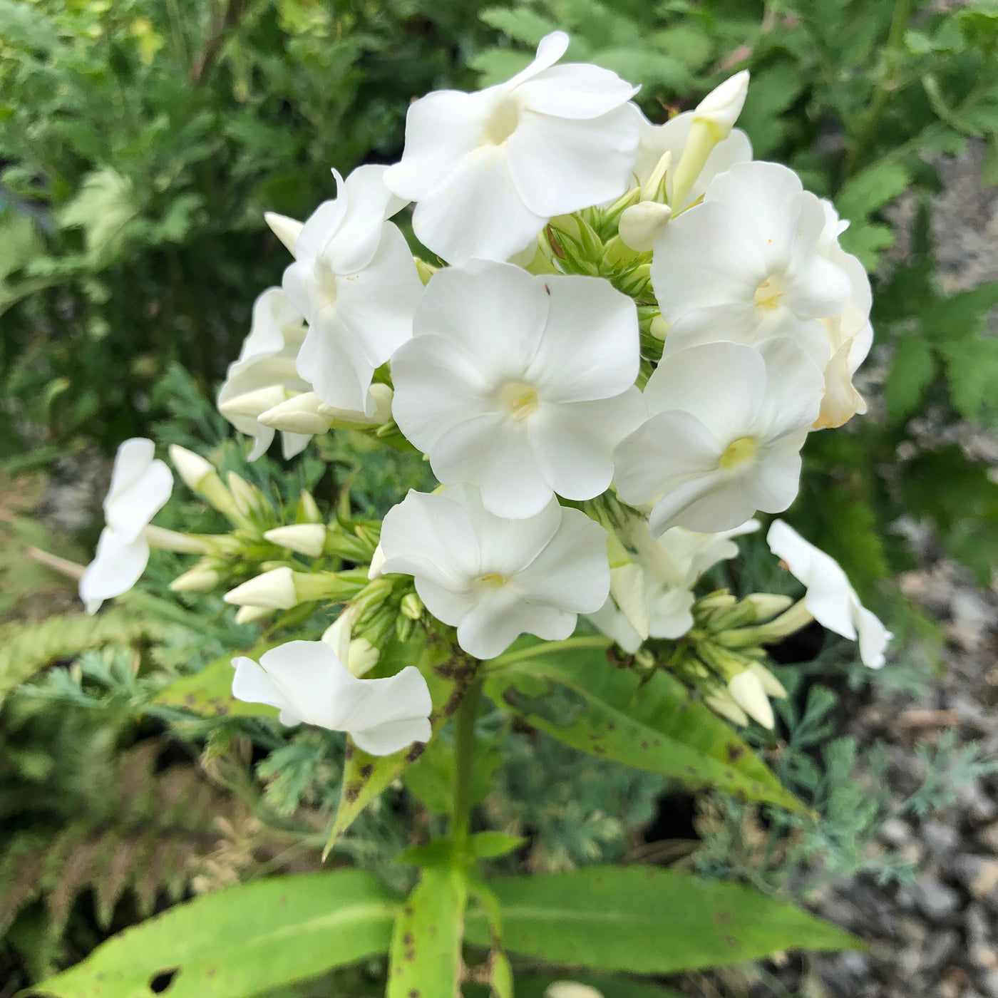 Puriri Lane | Phlox paniculata | Grandiflora