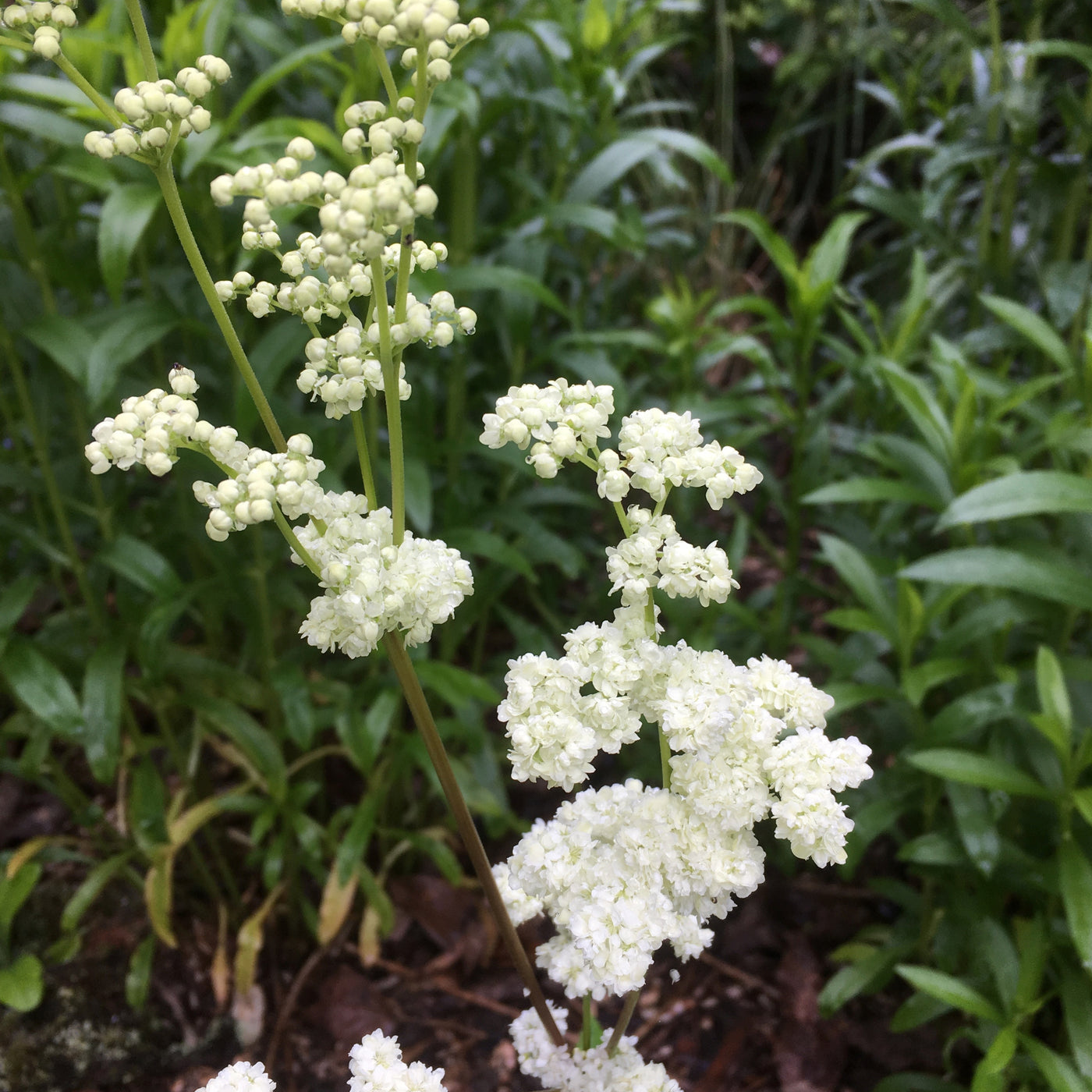 Puriri Lane | Filipendula ulmaria | Flore Pleno