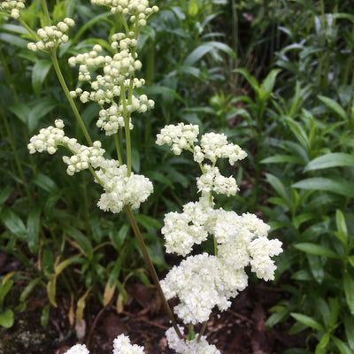 Puriri Lane | Filipendula ulmaria | Flore Pleno