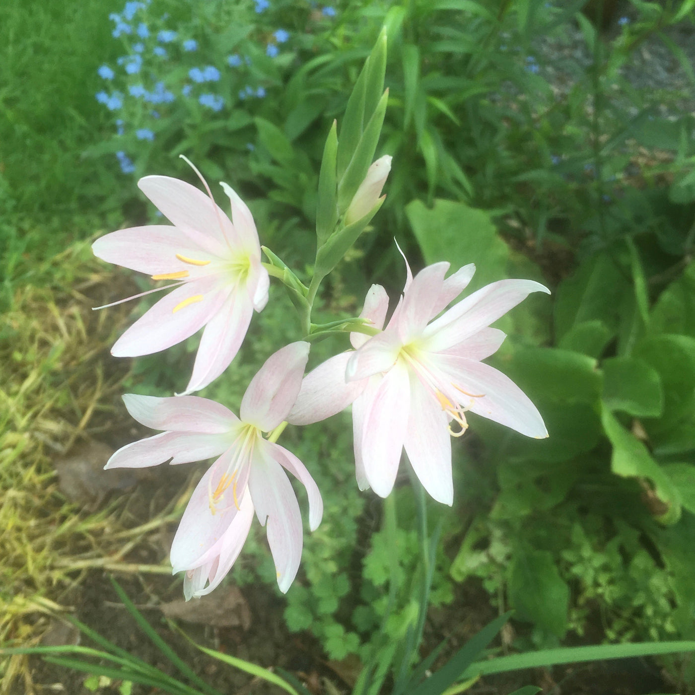 Puriri Lane | Hesperantha coccinea | Maidens Blush