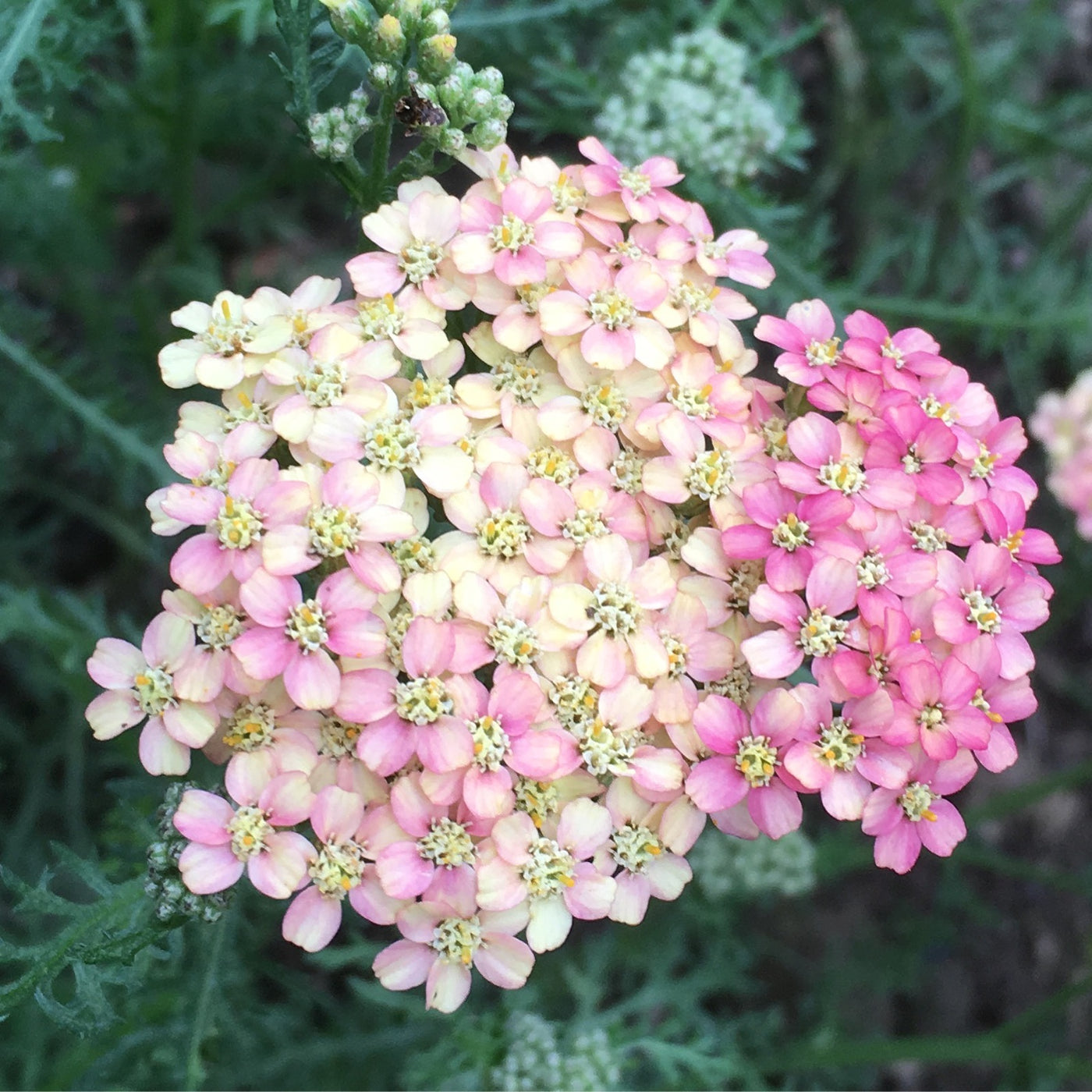 Puriri Lane | Achillea millefolium | Weser River