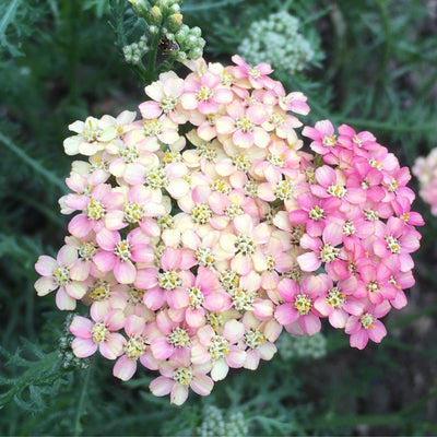 Puriri Lane | Achillea millefolium | Weser River