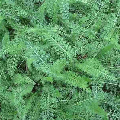 Puriri Lane | Achillea millefolium | Butterscotch