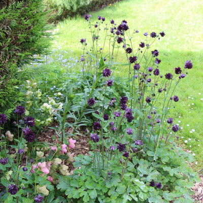 Puriri Lane | Aquilegia vulgaris var. stellata  | Black Barlow