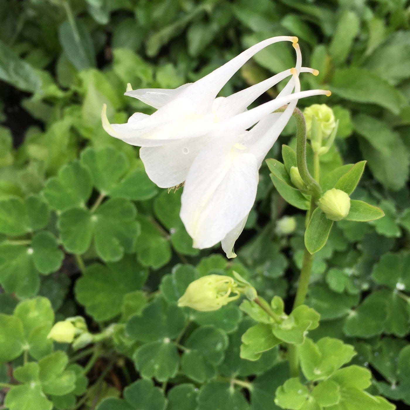 Puriri Lane | Aquilegia vulgaris | Munstead White