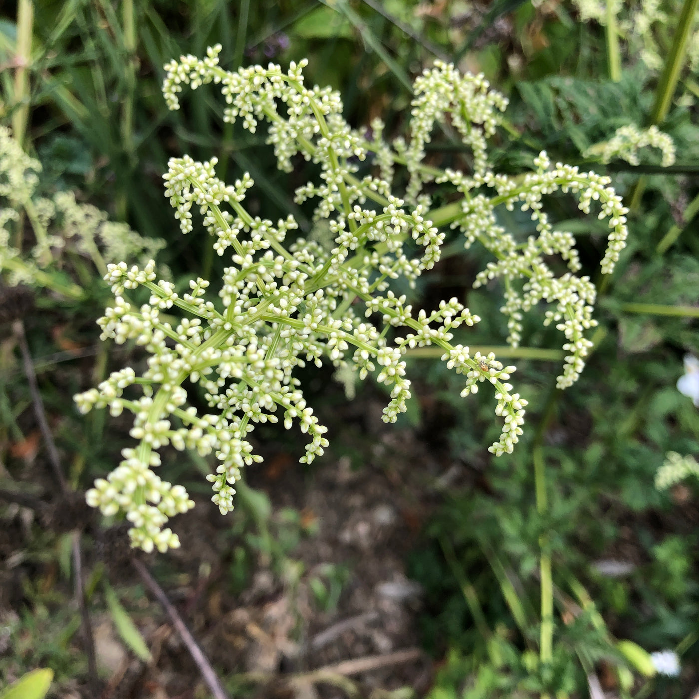 Puriri Lane | Artemisia lactiflora 