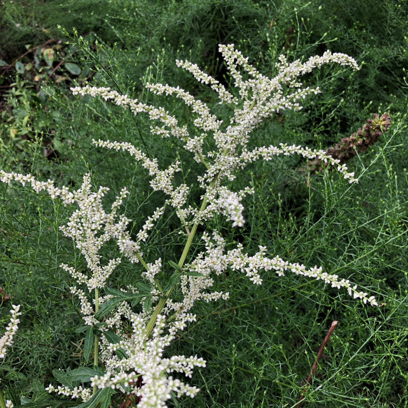 Puriri Lane | Artemisia lactiflora 