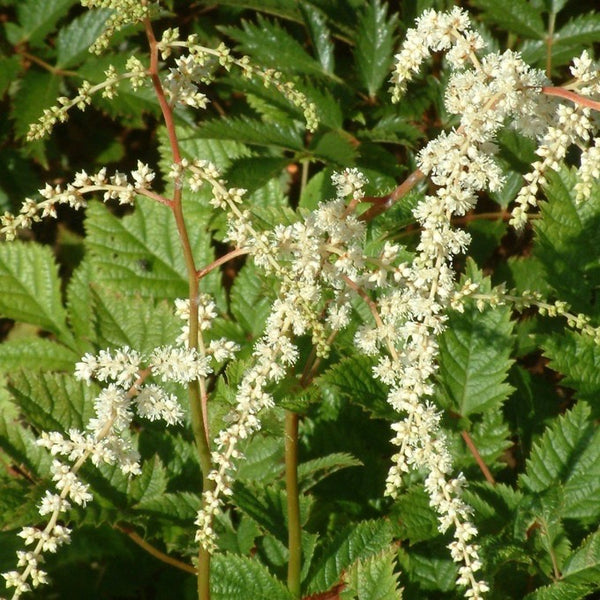 Astilbe 'Prof. van der Wielen' - Van Berkum Nursery