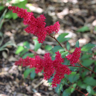 Astilbe x arendsii | Fanal