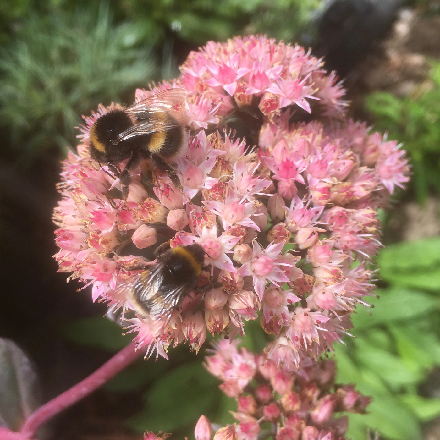 Puriri Lane | Attract Bees to your garden