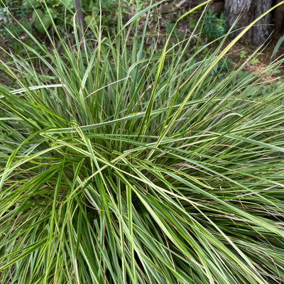 Puriri Lane Calamagrosits acutiflora Overdam