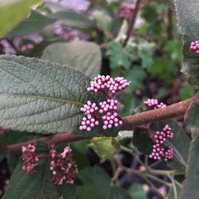 Puriri Lane | Callicarpa dichotoma | Beauty Berry
