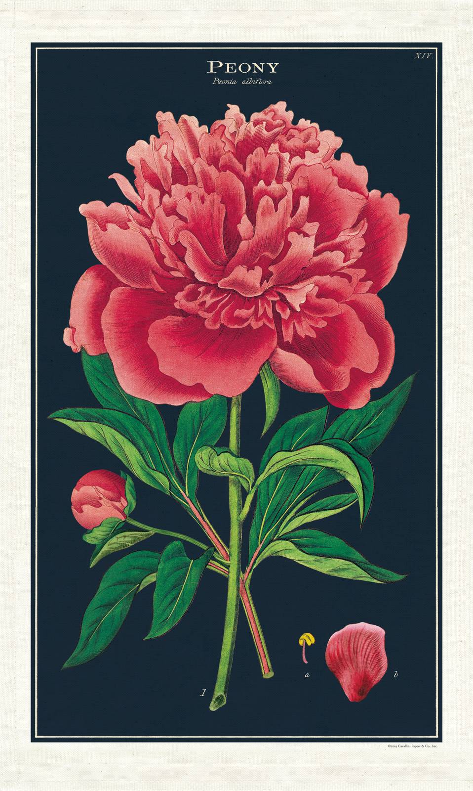 Puriri Lane | Peony | Tea Towel | Cavallini & Co.