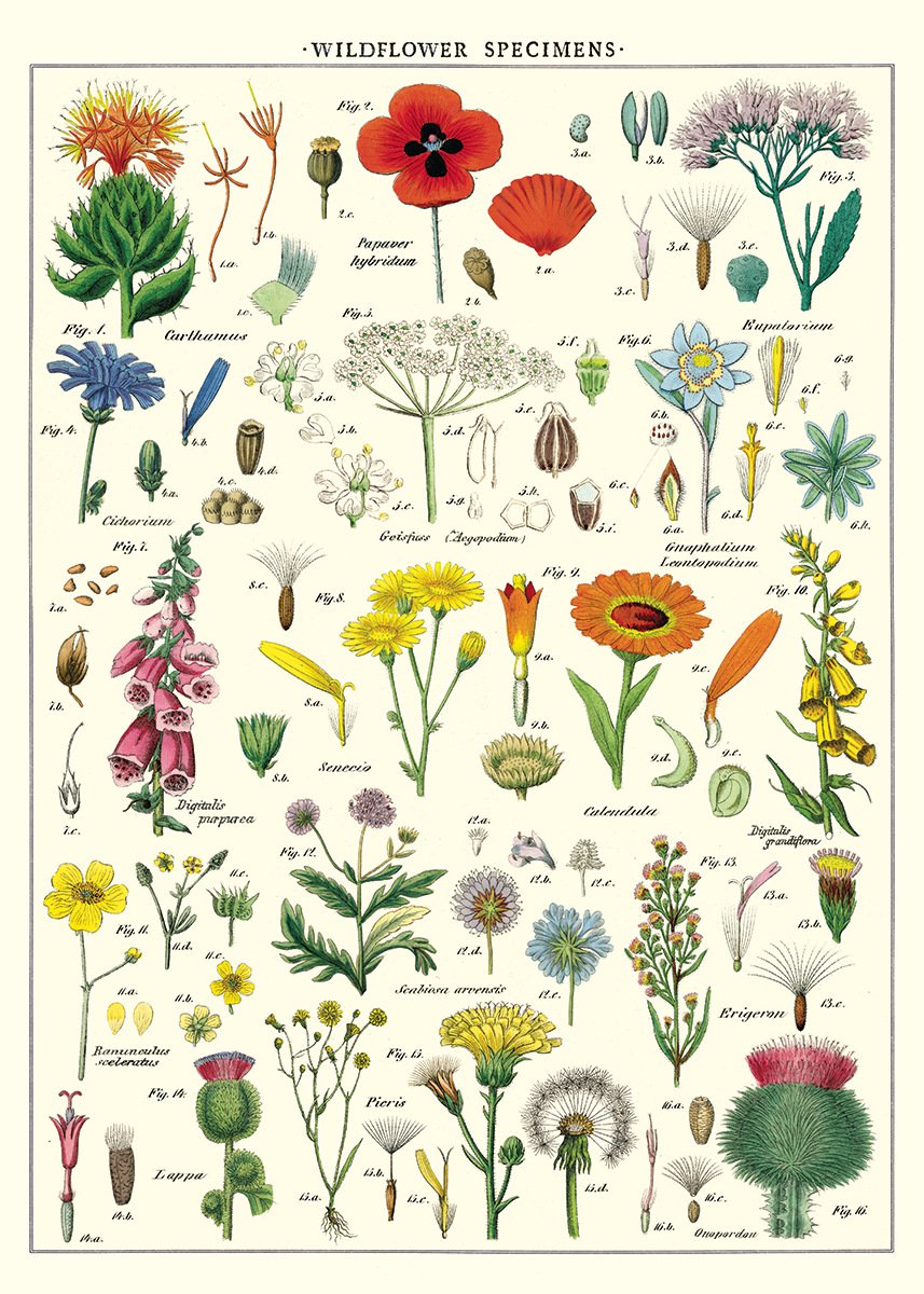 Puriri Lane | Wildflower Wrap | Cavallini & Co.