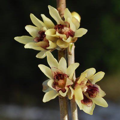 Puriri Lane | Chimonanthus praecox | Wintersweet