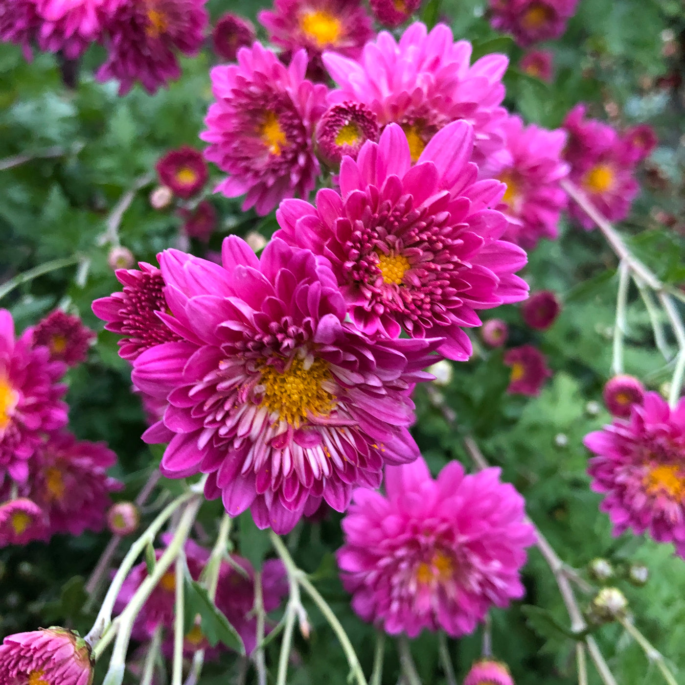 Puriri Lane | Chrysanthemum | Pink Flash