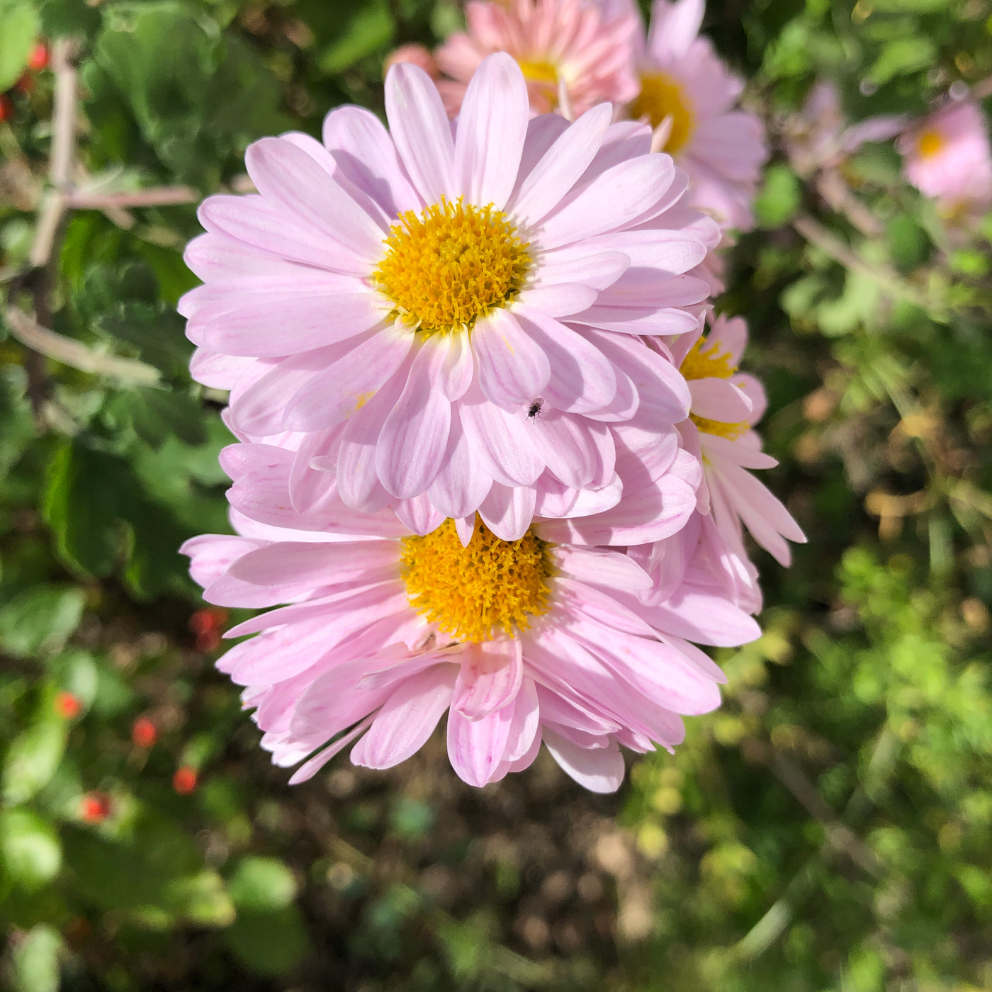 Puriri Lane | Chrysanthemum | Pretty In Pink