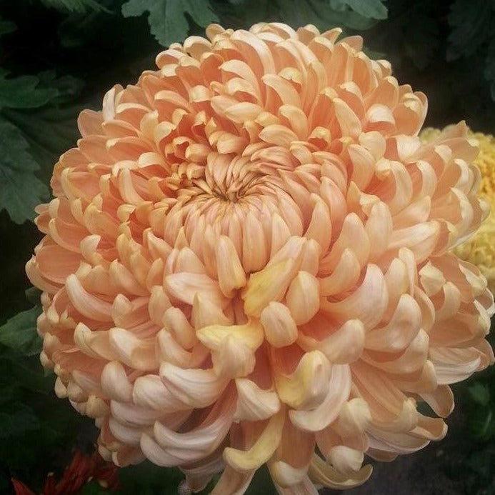 Puriri Lane | Chrysanthemum | Apricot Alexis